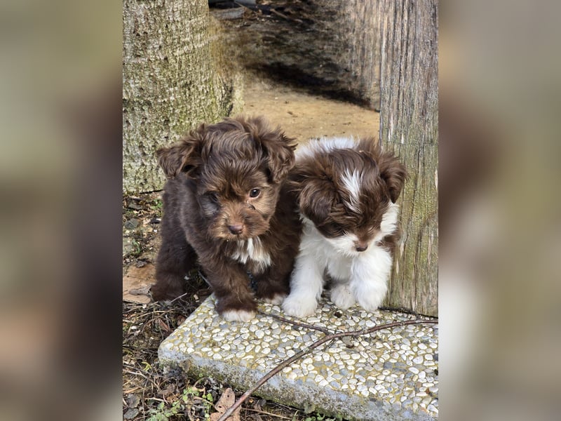 Unsere Teddy Pomapoo sind kleine Zwerge, die Sie mit ihrer Anmut verzaubern möchten