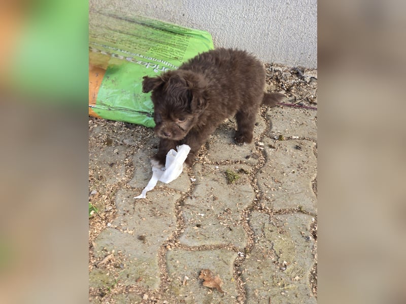 Unsere Teddy Pomapoo sind kleine Zwerge, die Sie mit ihrer Anmut verzaubern möchten