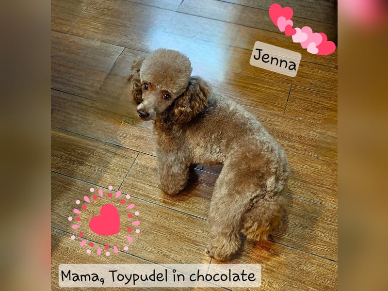 Unsere Teddy Pomapoo sind kleine Zwerge, die Sie mit ihrer Anmut verzaubern möchten