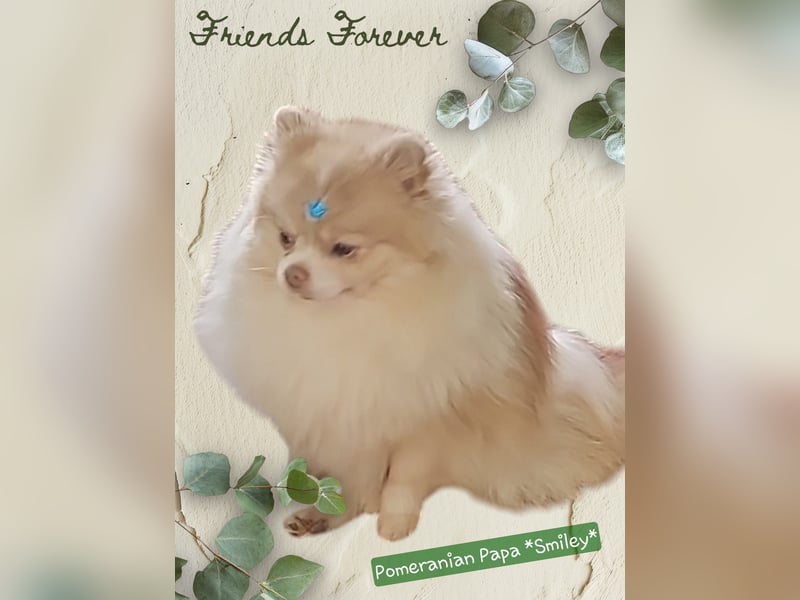Unsere Teddy Pomapoo sind kleine Zwerge, die Sie mit ihrer Anmut verzaubern möchten