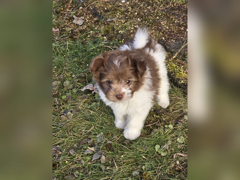 Unsere Teddy Pomapoo sind kleine Zwerge, die Sie mit ihrer Anmut verzaubern möchten