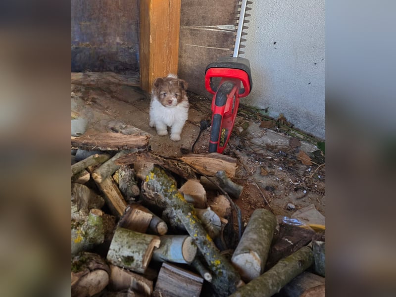 Unsere Teddy Pomapoo sind kleine Zwerge, die Sie mit ihrer Anmut verzaubern möchten