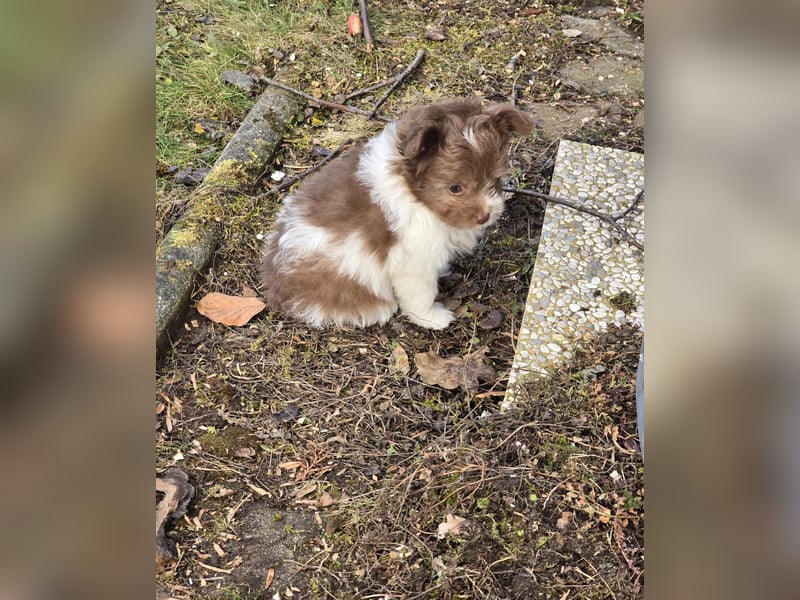 Unsere Teddy Pomapoo sind kleine Zwerge, die Sie mit ihrer Anmut verzaubern möchten