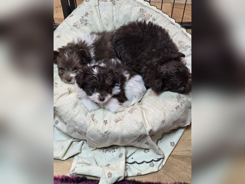 Unsere Teddy Pomapoo sind kleine Zwerge, die Sie mit ihrer Anmut verzaubern möchten