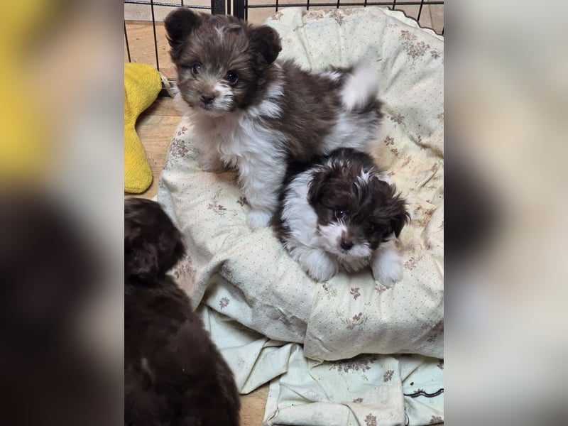 Unsere Teddy Pomapoo sind kleine Zwerge, die Sie mit ihrer Anmut verzaubern möchten