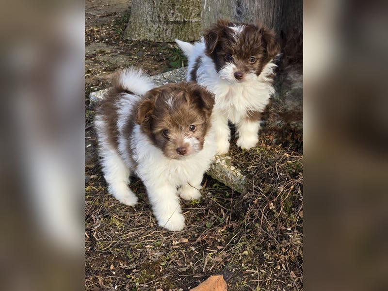 Unsere Teddy Pomapoo sind kleine Zwerge, die Sie mit ihrer Anmut verzaubern möchten