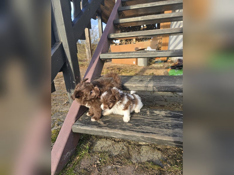 Unsere Teddy Pomapoo sind kleine Zwerge, die Sie mit ihrer Anmut verzaubern möchten