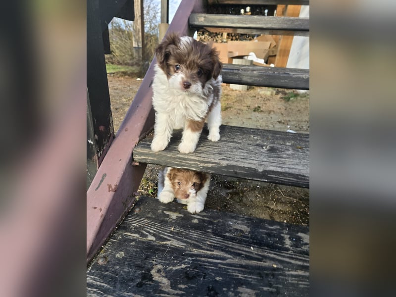 Unsere Teddy Pomapoo sind kleine Zwerge, die Sie mit ihrer Anmut verzaubern möchten