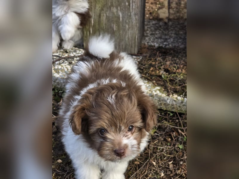 Unsere Teddy Pomapoo sind kleine Zwerge, die Sie mit ihrer Anmut verzaubern möchten