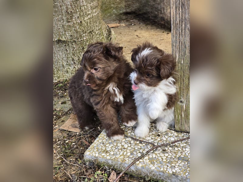 Unsere Teddy Pomapoo sind kleine Zwerge, die Sie mit ihrer Anmut verzaubern möchten