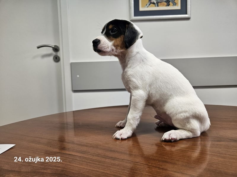 Parson Russell Terrier Welpen