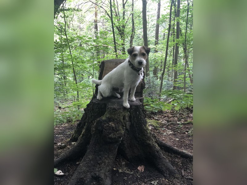 Parson Russell Terrier Deckrüde – erfahren & ausgeglichen