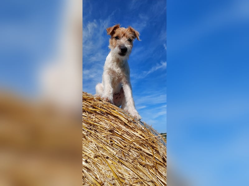 Typvoller Parson Terrier , Deckrüde