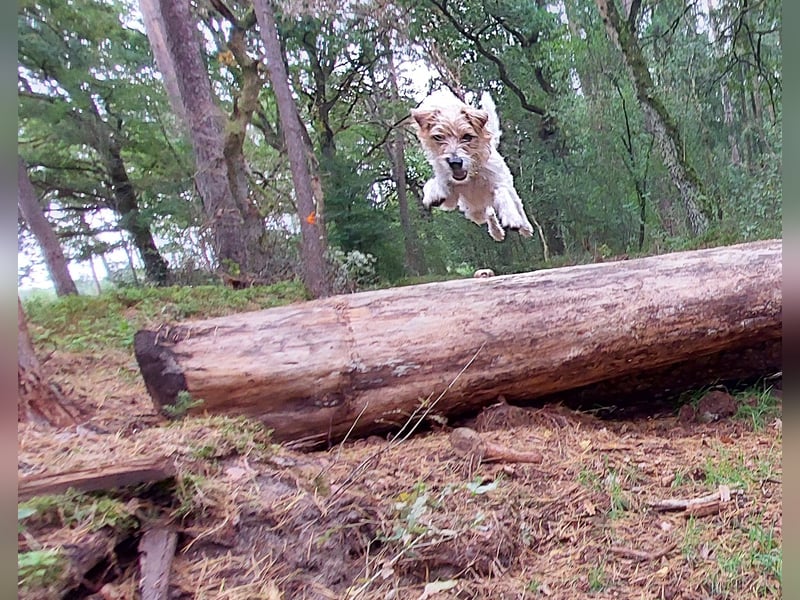 Typvoller Parson Terrier , Deckrüde