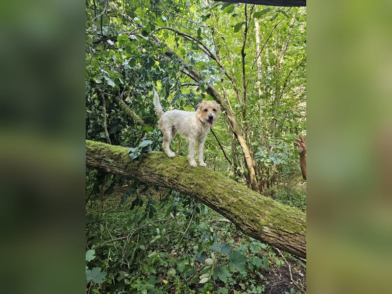 Typvoller Parson Terrier , Deckrüde