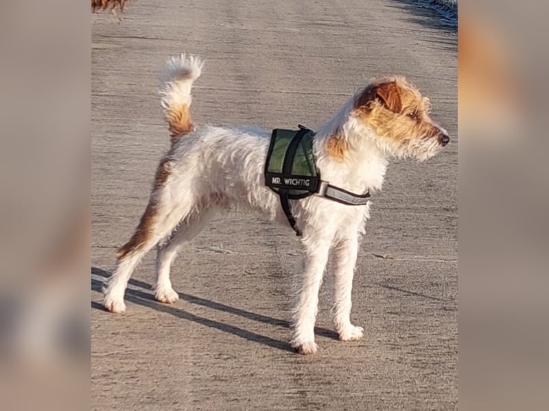 Typvoller Parson Terrier , Deckrüde