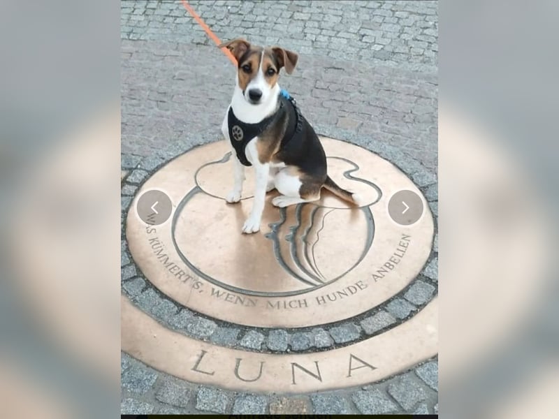 Parson Jack Russell Welpen.... Wurfankündigung