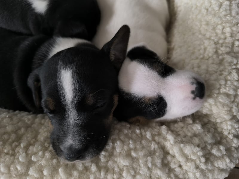 Parson Jack Russell Welpen.... Wurfankündigung