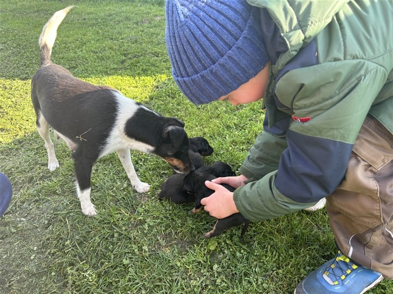 Parson Russel Terrier