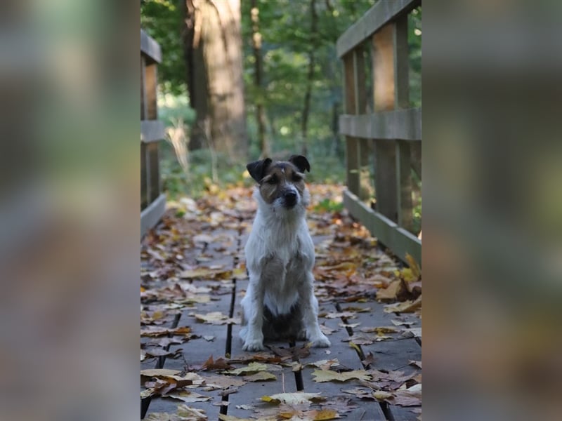 Wurfankündigung Parson Jack Russell Welpen