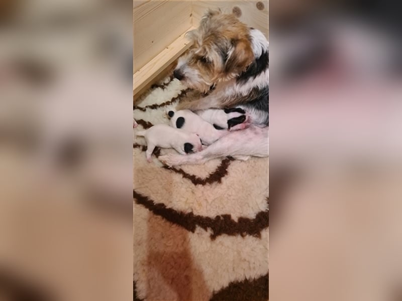 Parson Russell Terrier vom Schwanberg wir haben Nachwuchs