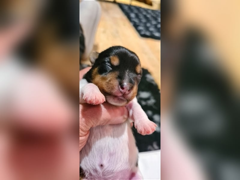 Parson Russell Terrier vom Schwanberg wir haben Nachwuchs