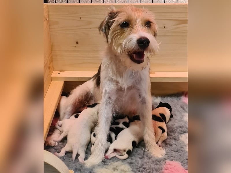 Parson Russell Terrier vom Schwanberg wir haben Nachwuchs