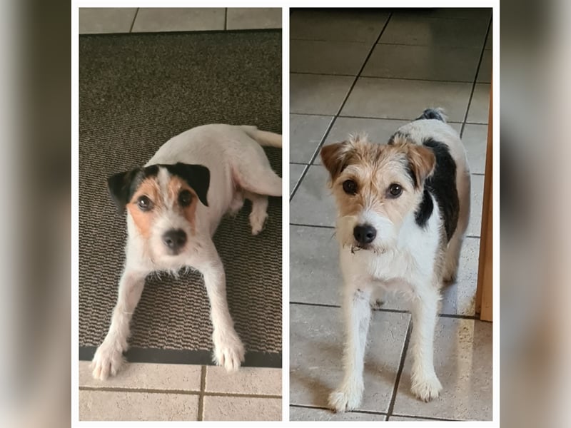 Parson Russell Terrier vom Schwanberg wir haben Nachwuchs