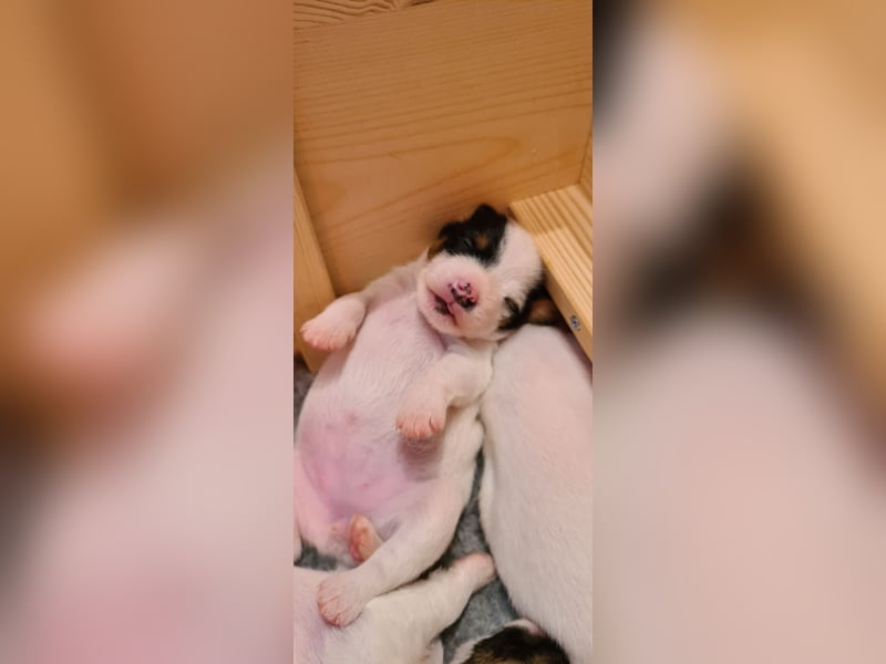 Parson Russell Terrier vom Schwanberg wir haben Nachwuchs