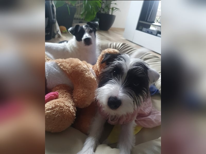 Parson Russell Terrier/ Jack Russell Terrier Welpen in liebevolle Hände abzugeben