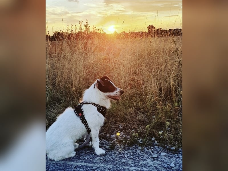 Parson Russell Terrier/ Jack Russell Terrier Welpen in liebevolle Hände abzugeben