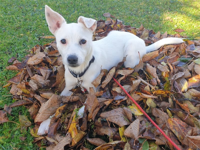 Super liebe Wirbelwind- Terrier Hündin 8 Monate