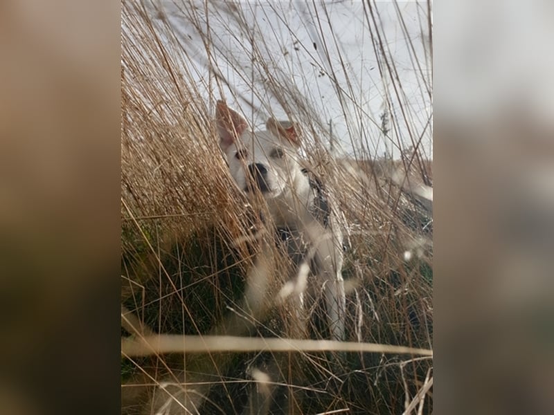 Super liebe Wirbelwind- Terrier Hündin 8 Monate