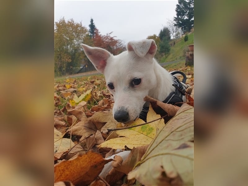 Super liebe Wirbelwind- Terrier Hündin 8 Monate