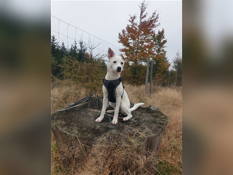 Super liebe Wirbelwind- Terrier Hündin 8 Monate