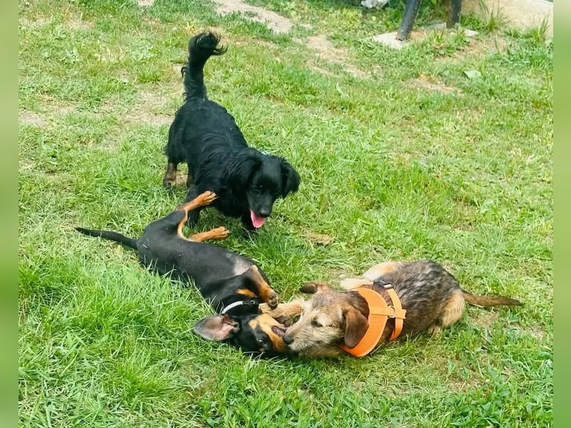 Tango BR – Fröhliches Hundemädchen auf dem Weg ins Glück