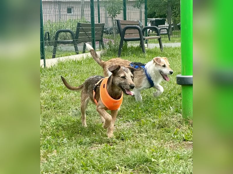 Tango BR – Fröhliches Hundemädchen auf dem Weg ins Glück