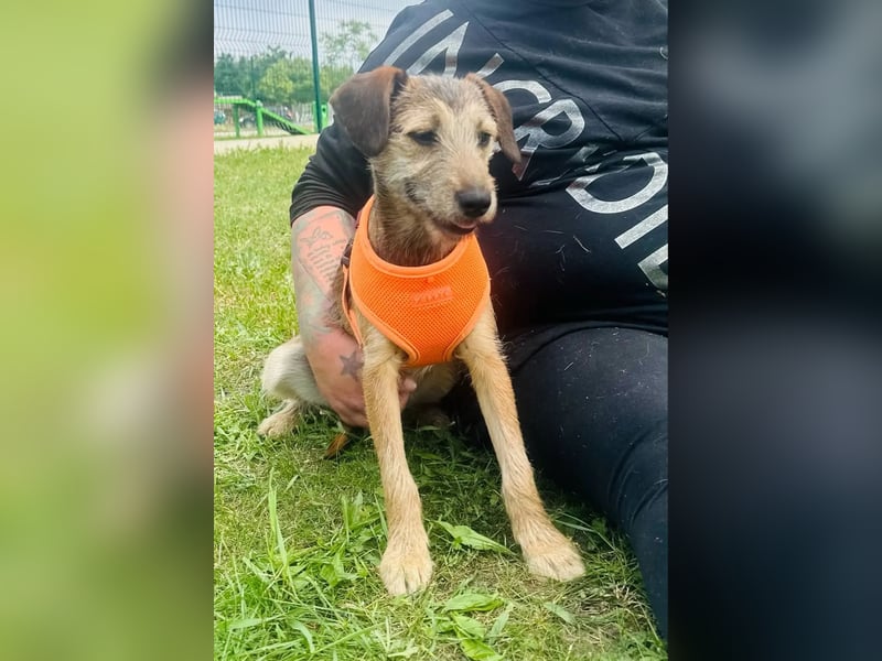 Tango BR – Fröhliches Hundemädchen auf dem Weg ins Glück
