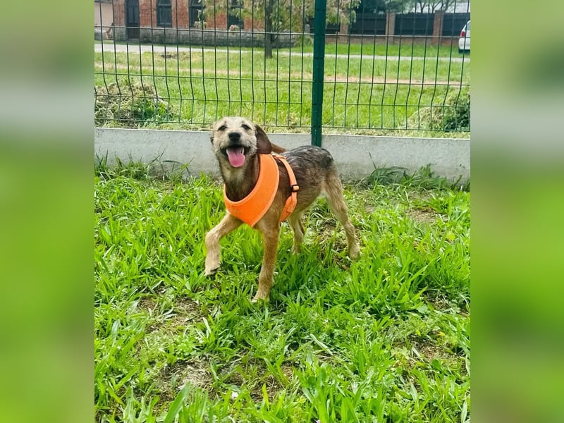 Tango BR – Fröhliches Hundemädchen auf dem Weg ins Glück
