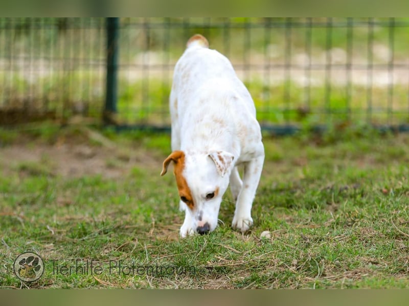 Peachy, bezaubernde Parsen Jack Russell Terrier - Mix Hündin