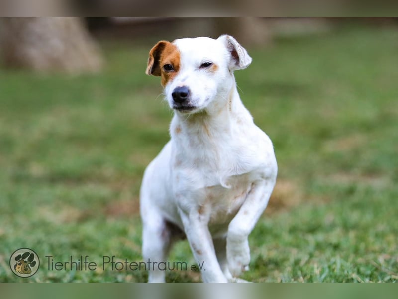 Peachy, bezaubernde Parsen Jack Russell Terrier - Mix Hündin