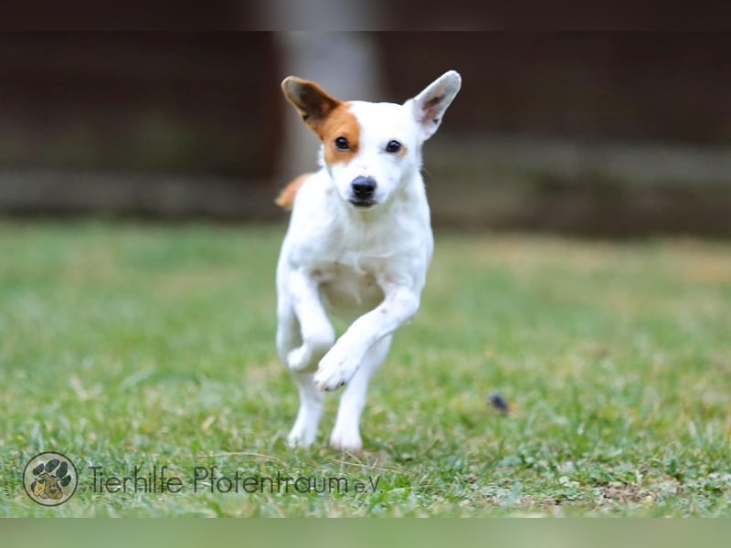 Peachy, bezaubernde Parsen Jack Russell Terrier - Mix Hündin
