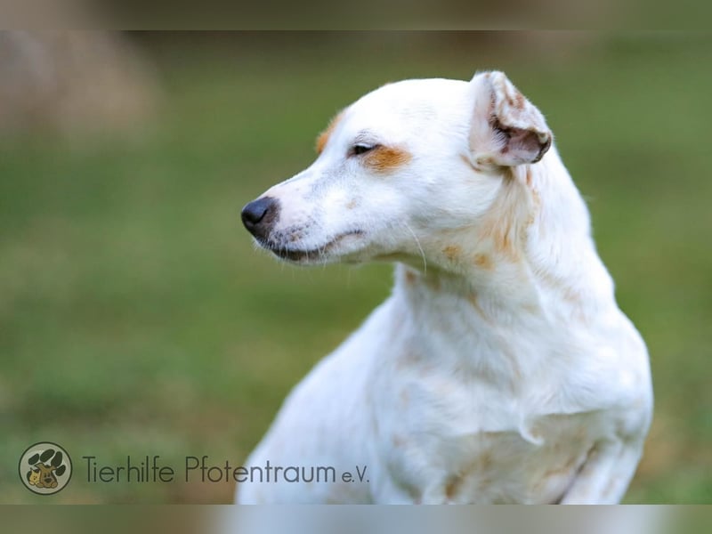 Peachy, bezaubernde Parsen Jack Russell Terrier - Mix Hündin