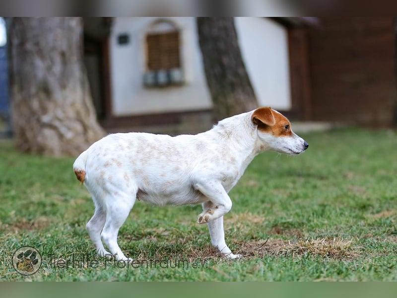 Peachy, bezaubernde Parsen Jack Russell Terrier - Mix Hündin