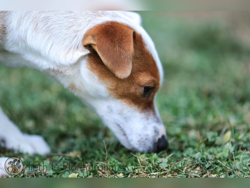 Peachy, bezaubernde Parsen Jack Russell Terrier - Mix Hündin