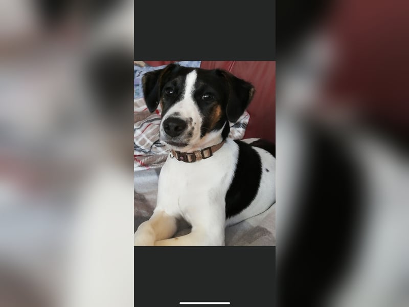 Wunderschöne Parsson Jack Russelhündin