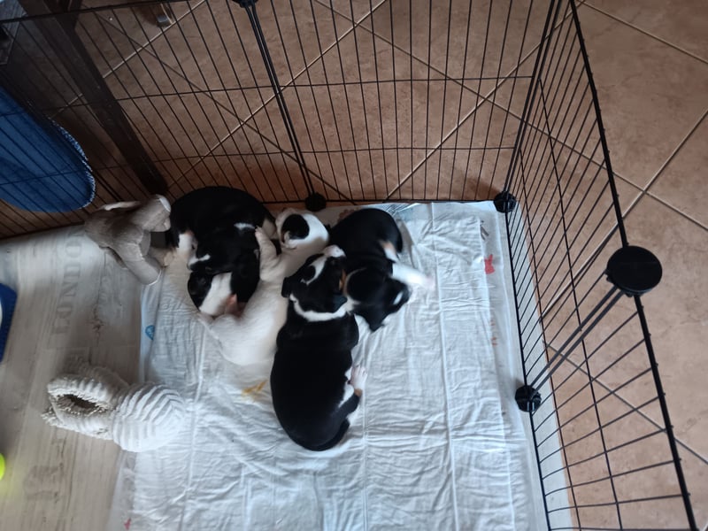 Parson Jack Russell Welpen.... Wurfankündigung