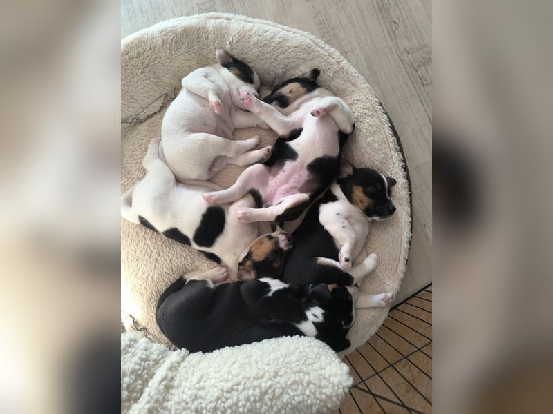 Parson Jack Russell Welpen.... Wurfankündigung