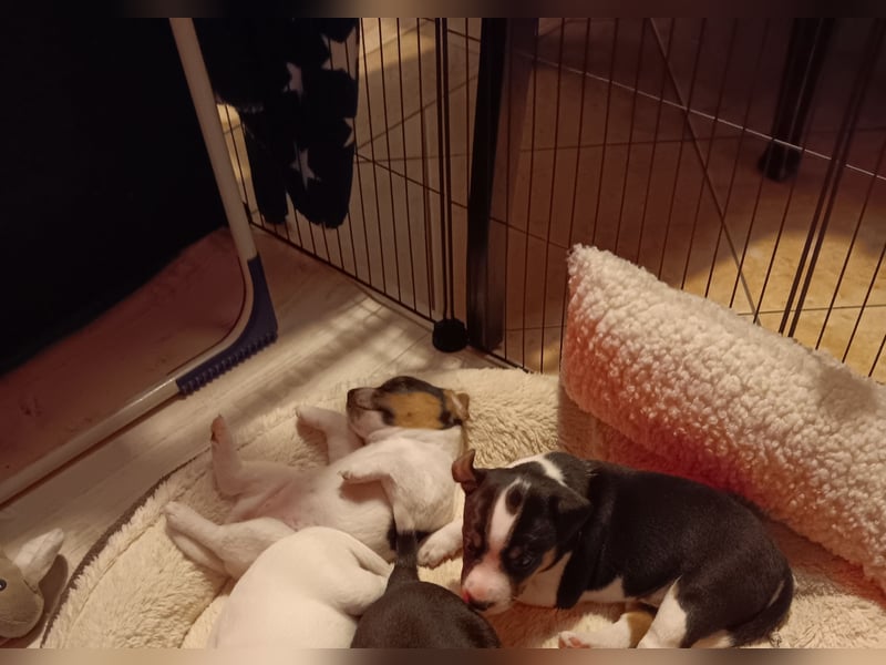 Parson Jack Russell Welpen.... Wurfankündigung