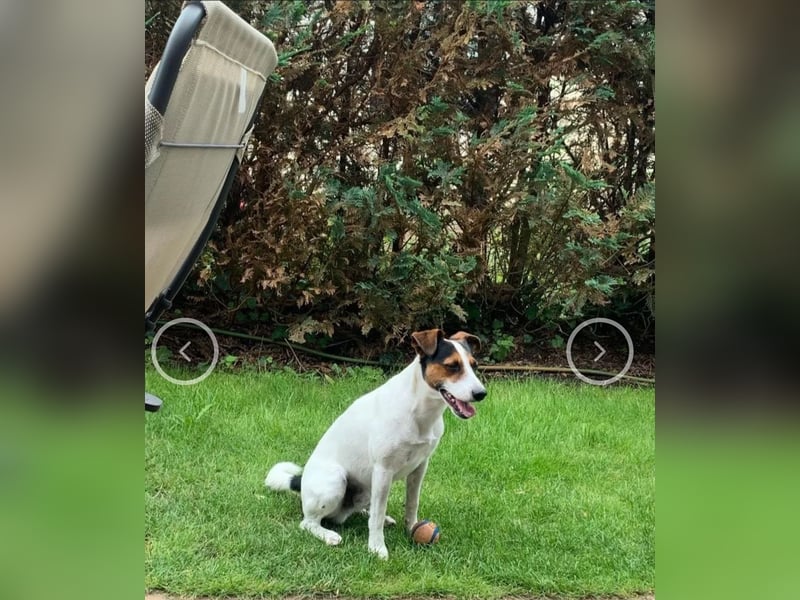 Parson Jack Russell Welpen.... Wurfankündigung
